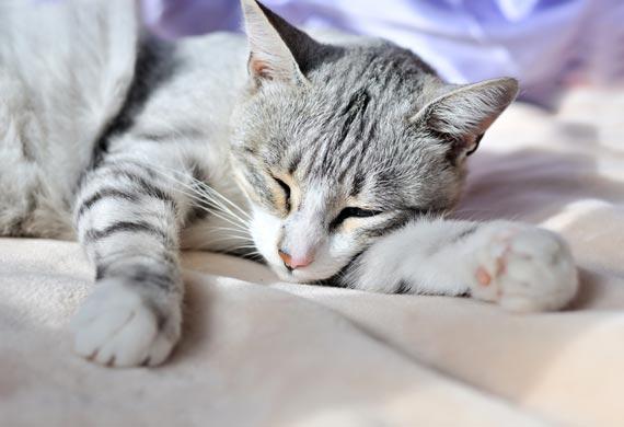 Артрит у кошек – симптомы, причины и лечение