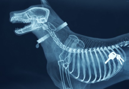 рентген собак