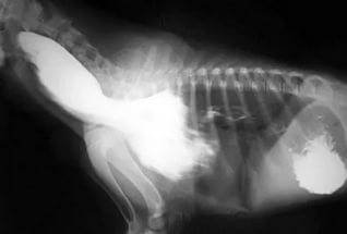 рентген собак