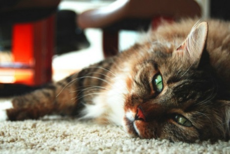 Почечная недостаточность у кошек – симптомы, причины и лечение