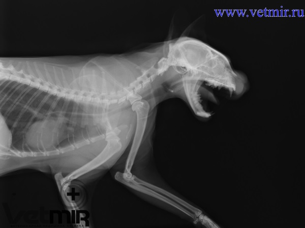 Сколько стоит рентген кошки в москве