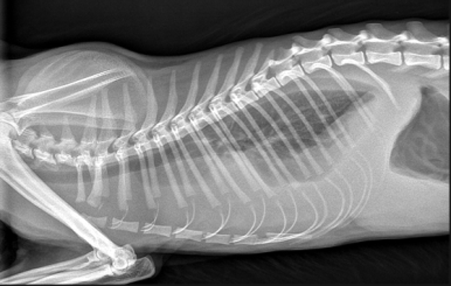 Сколько стоит рентген кошки в москве