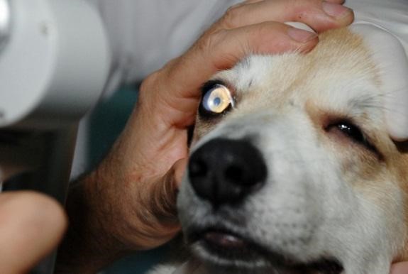 прием офтальмолога ветеринара