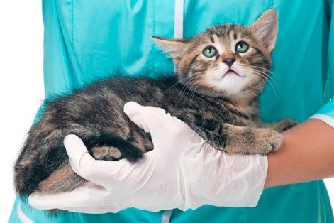 онколог для кошки