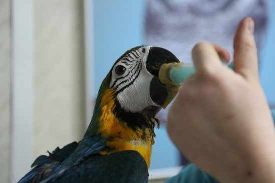 Ветеринар орнитолог в Москве – круглосуточно, услуги, отзывы, цены
