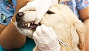 прием стоматолога ветеринара