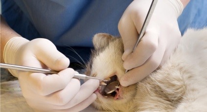 прием стоматолога ветеринара