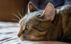 Сколько стоит вылечить ушного клеща у кошек