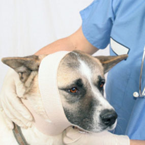 Операция собаке