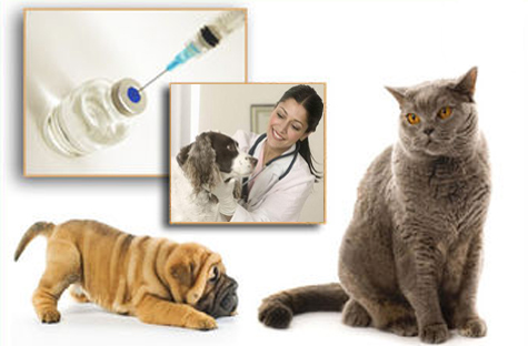Вакцинация прививками кошек и собак