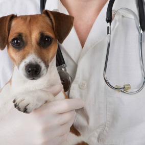 Лечение рака у собак